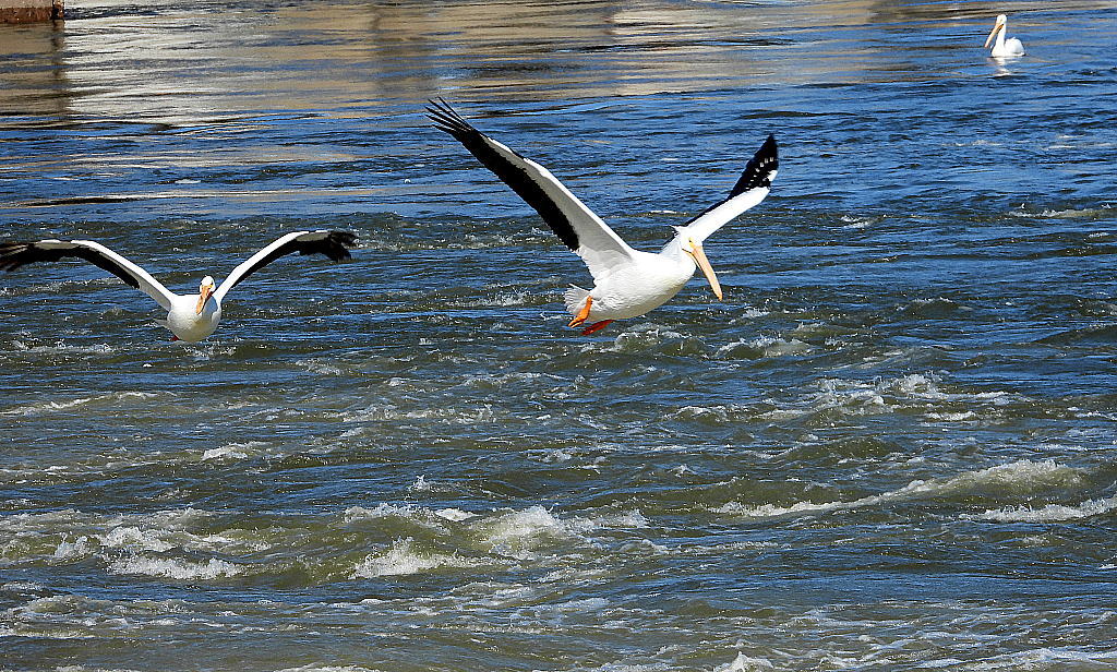 Flying low - ID: 15995967 © Farrin Manian