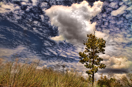 Grass Tree Sky