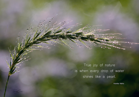 The Joy of Nature
