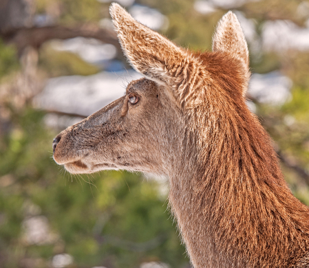 a nice Deer  Portrait.