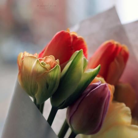Market Tulips