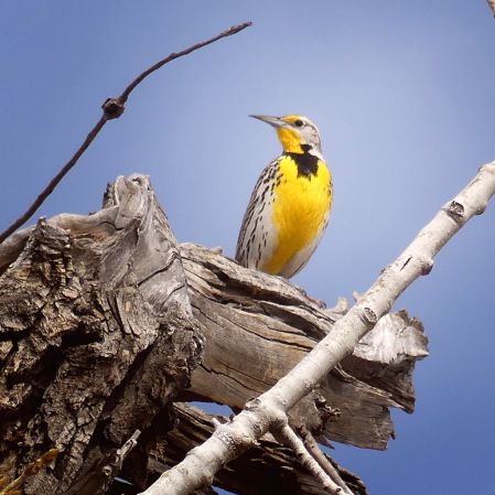Spring Arrives with the Meadowlark