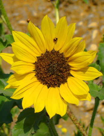 A LADY BUG OVER THE FLOWER