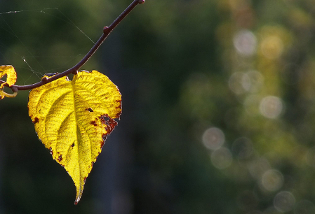 Lingering Leaf