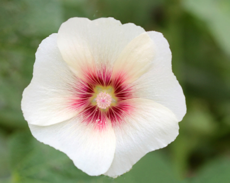 White With Pollen