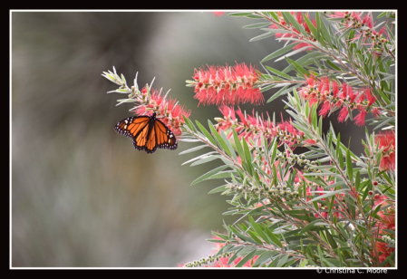 Monarch on Bottlebrush