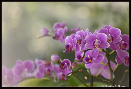 Orchids at the Conservatory