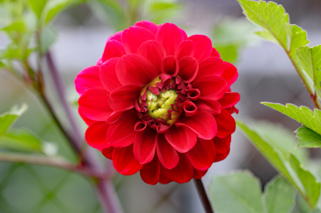 Red Dahlia Opening