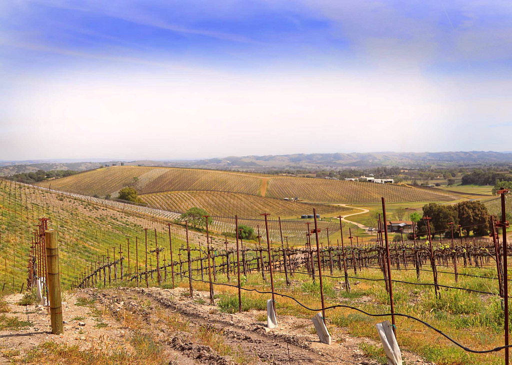 Wine Grape Trellis Designs on the Hills