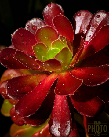 ~ ~ RED SUCCULENT ~ ~ 