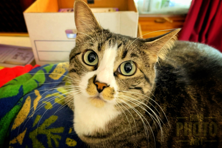 ~ ~ PEPPER’S EYES ~ ~ 