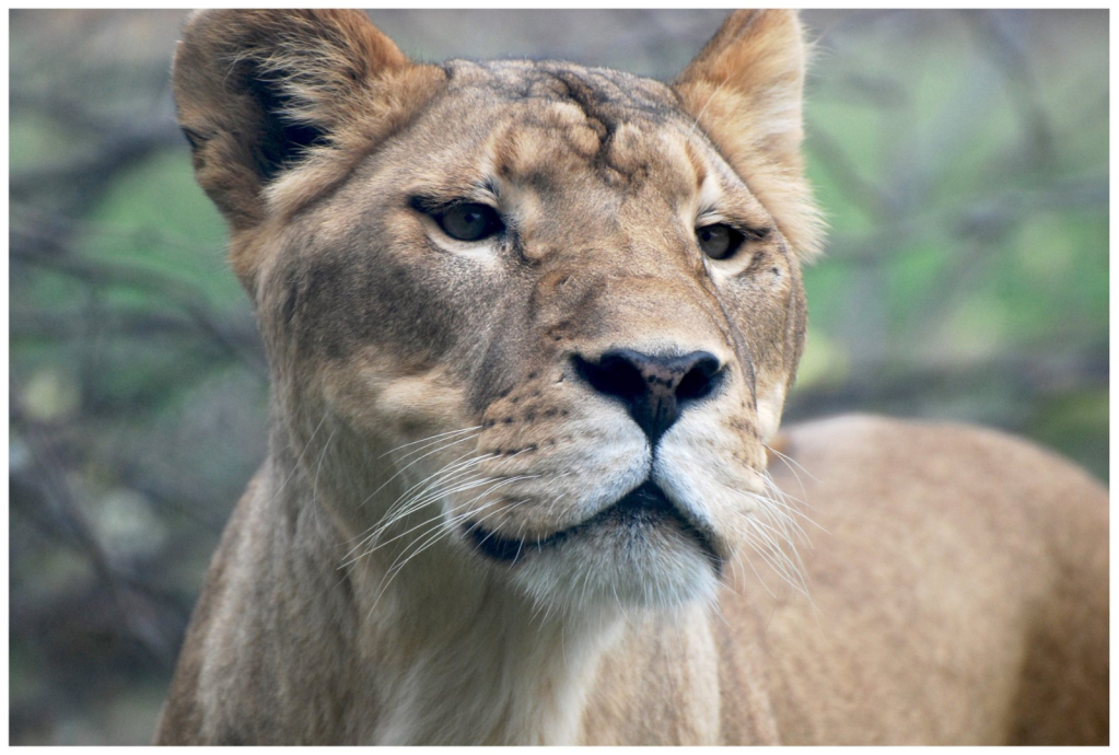 The Lioness at the Columbus Zoo