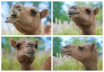 Camel Face