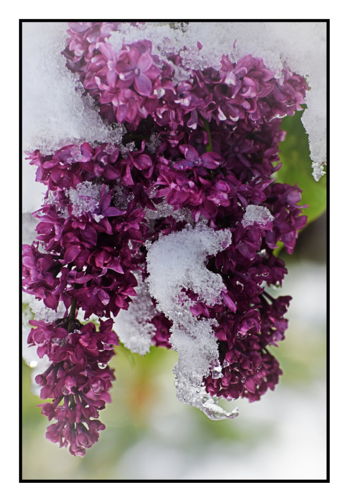 Lilacs After the Snow