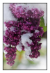 Lilacs After the ...