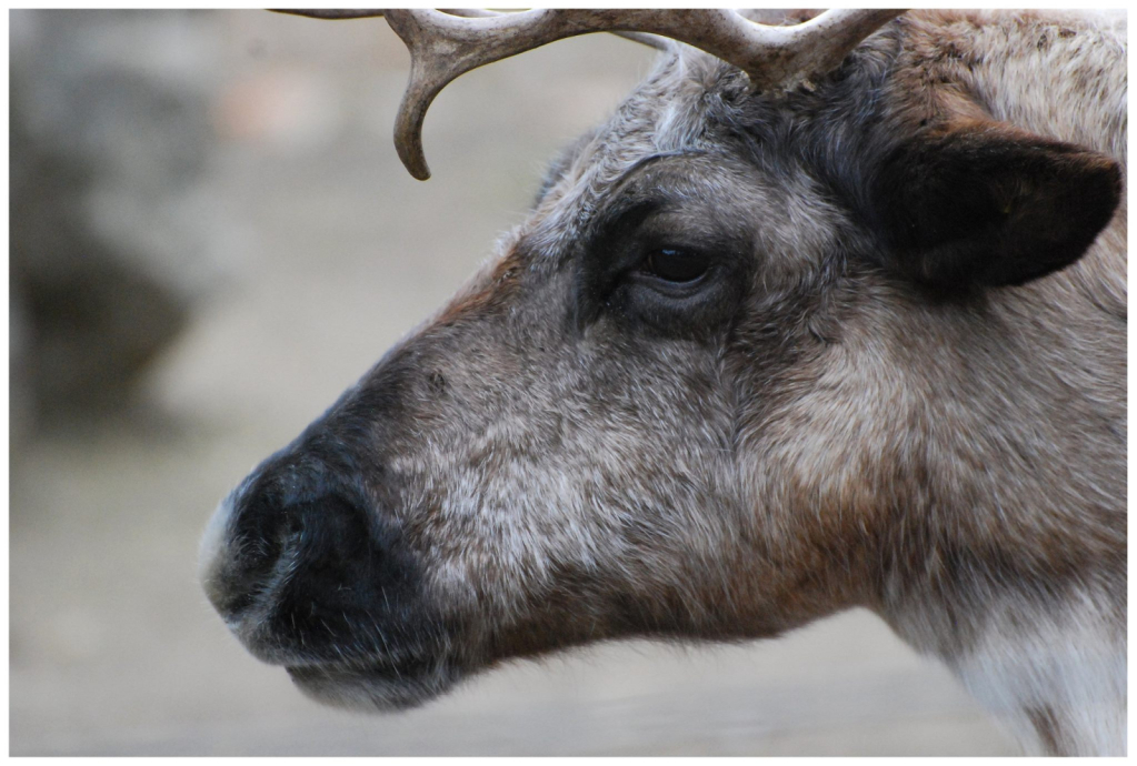 Caribou at the Columbus Zoo