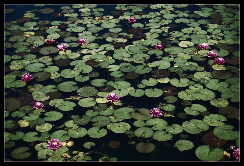 Waterlilies