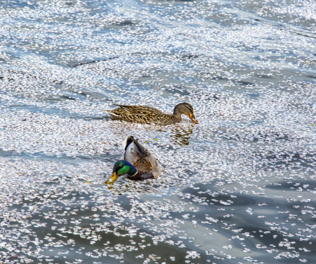 Ducks and Cherry Blossoms