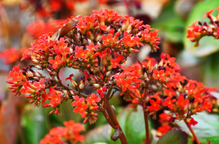 LITTLE RED FLOWERS