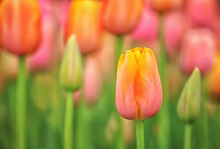 Tulip Garden