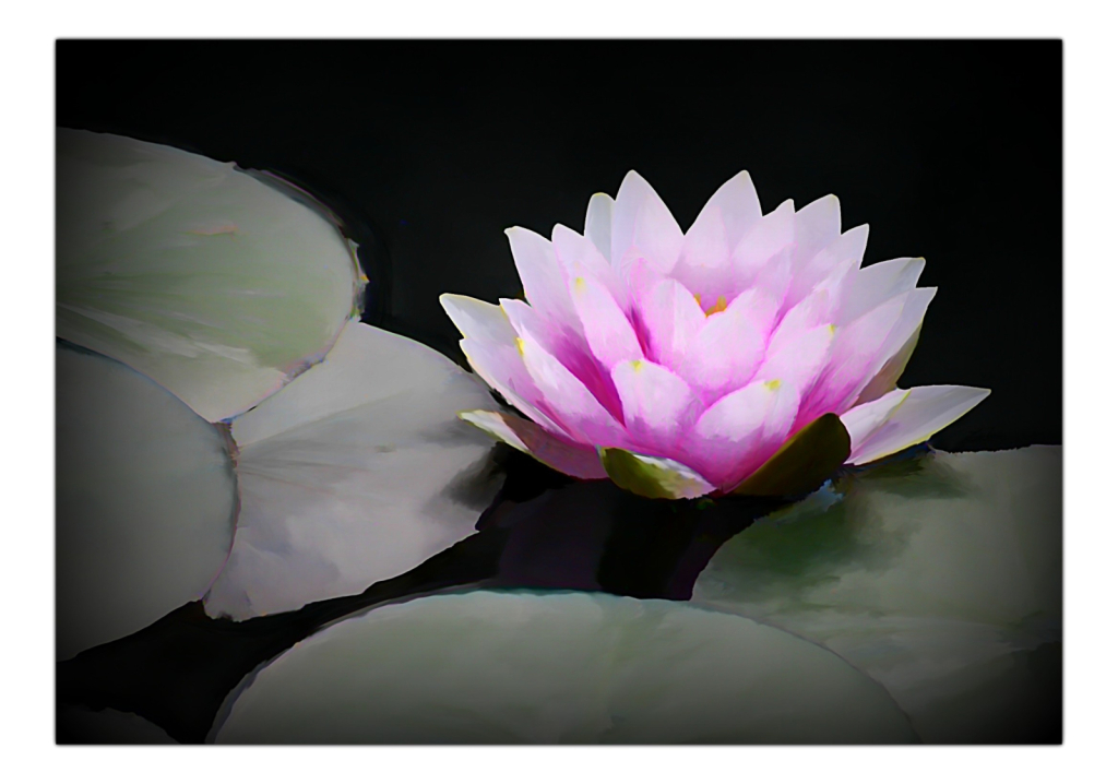 Waterlily