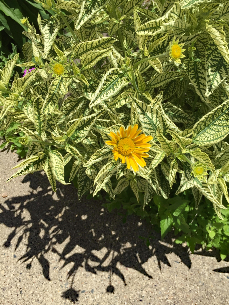 img5
