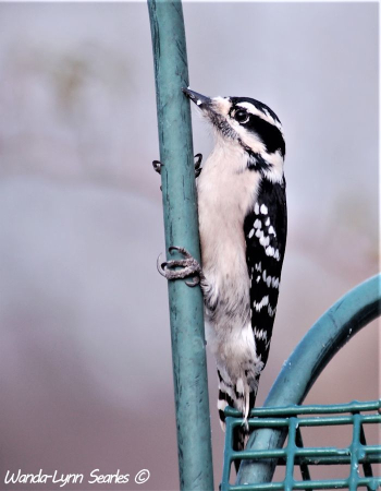  Female Downy Woodpecker