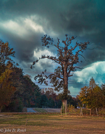 Tree and Storm