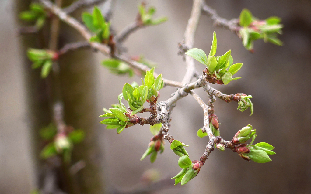 First Leaves