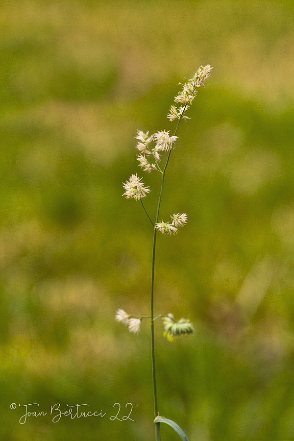 Spring Weed