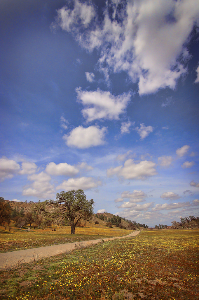 Wild Flower Way