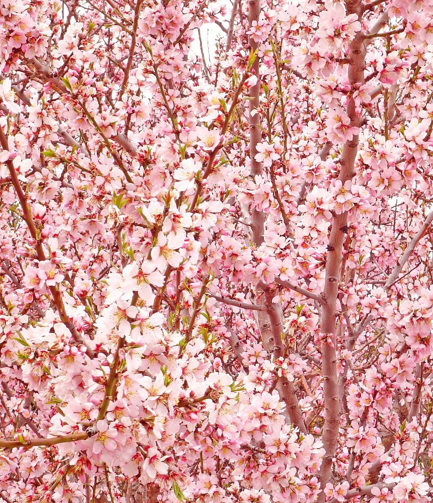 Cherry Bloom.