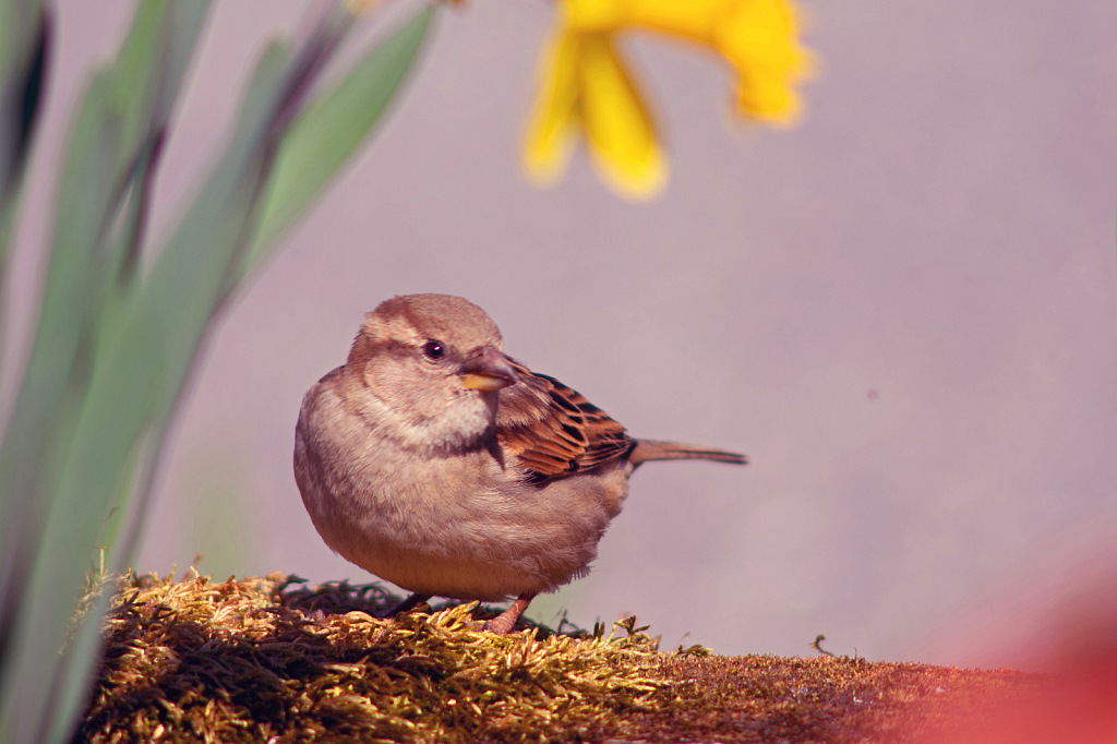 A House Sparrow Under a Daffodil