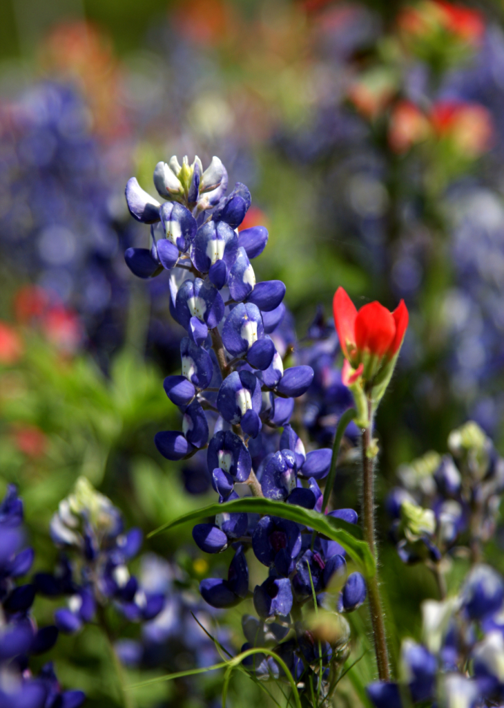 American Bluebonnet