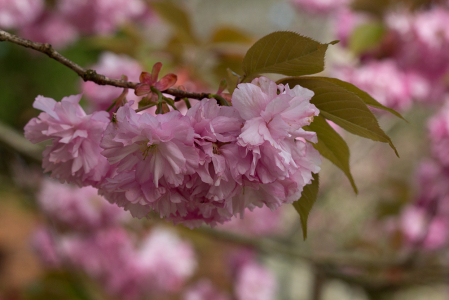  Ornamental Flowering Cherry 