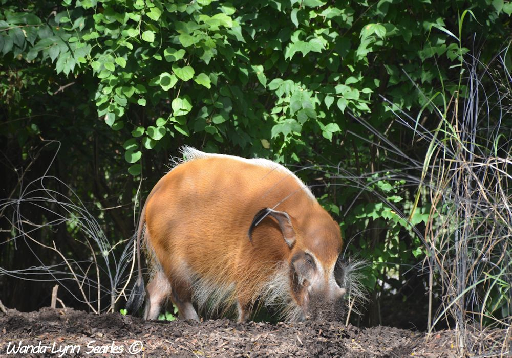 Red River Hog