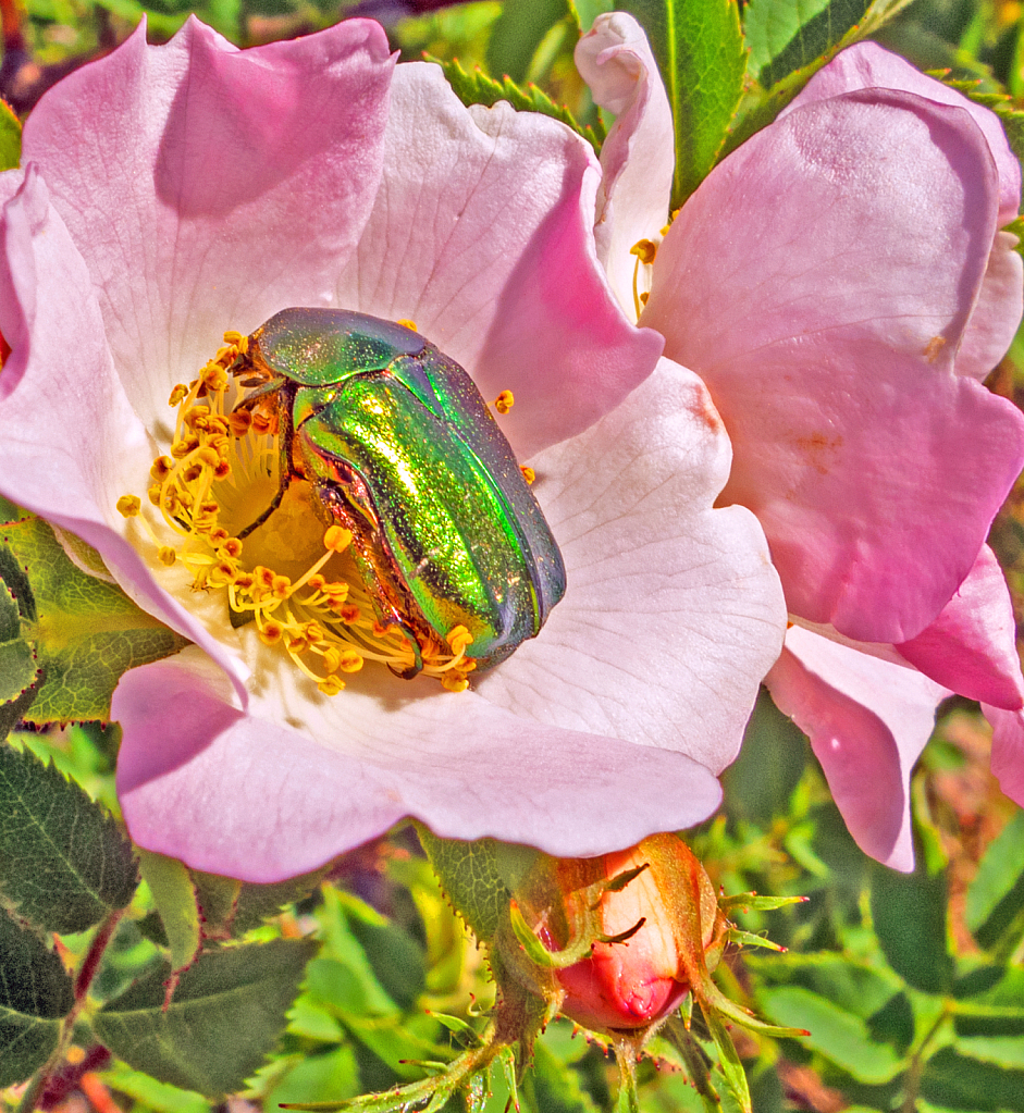 Wild Rose and Beetle.