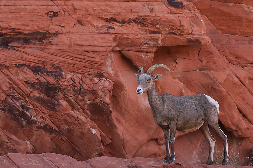 Desert Bighorn Sheep