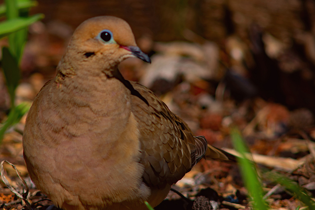 A Mourning Dove