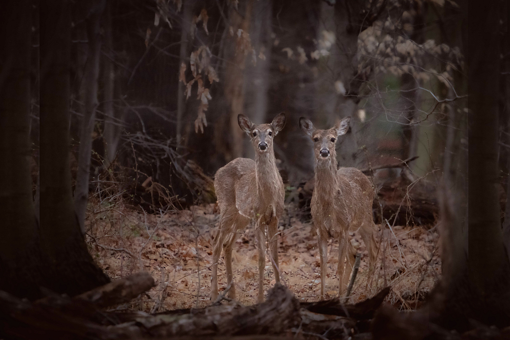 Twins in the Woods