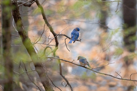Bluebirds in the Spring Woods