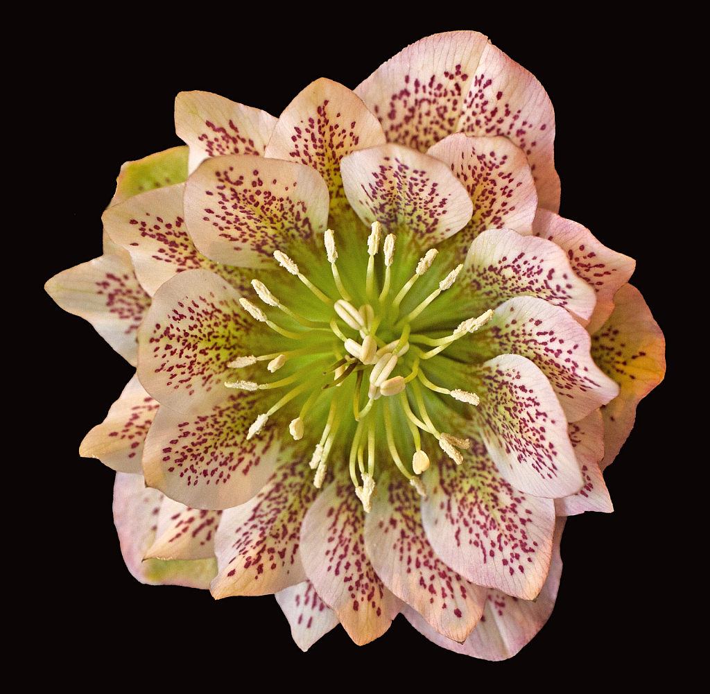 Helleborus