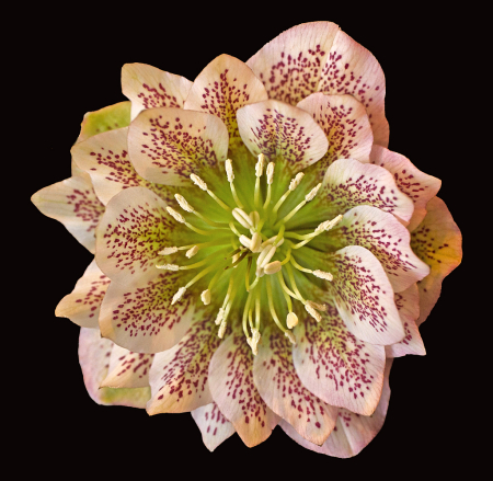 Helleborus