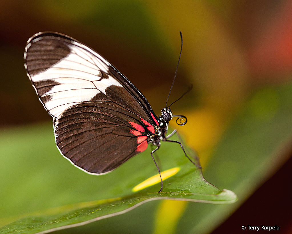 Butterfly - ID: 15996608 © Terry Korpela