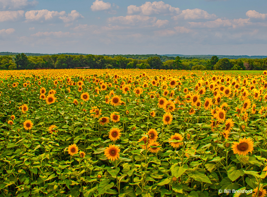 A  Sunny Day