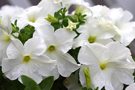 White Petunias