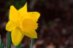 Daffodil in the G...