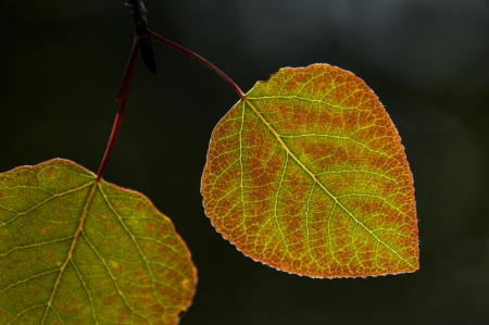 Backlit Aspen Leaf
