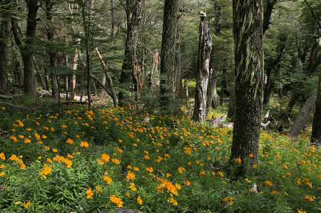 Southern beech forest with alstroemeria bloom