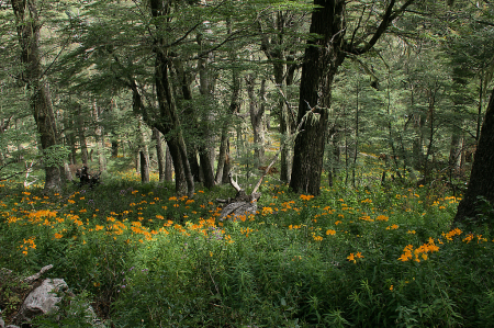 Southern beech forest with alstroemeria #2